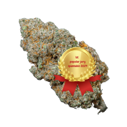 MELA SOUR CBD - SPANNABIS 2K24