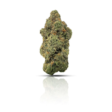 AMNESIA CBD PAS CHER